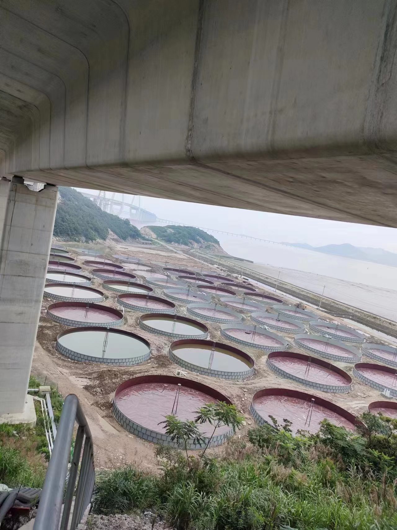 Large-scale whiteleg shrimp farm
