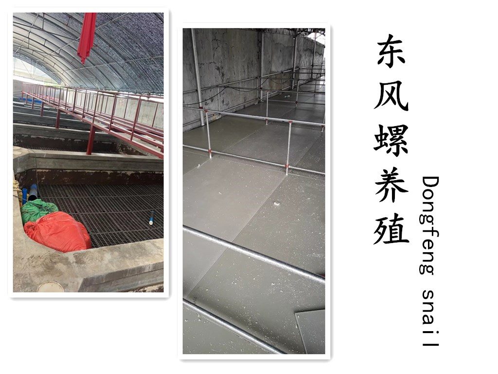 Large-scale Babylonia snail farming facility