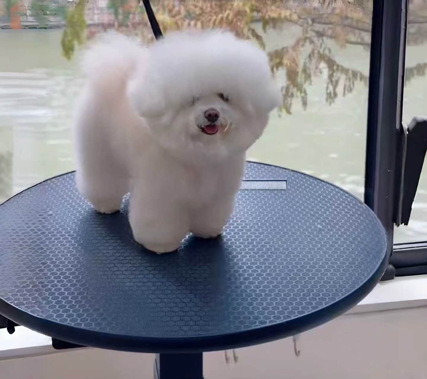 Dog standing on an anti-slip round tabletop